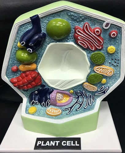 3d animal cell diagram project