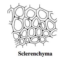 sclerenchyma diagram